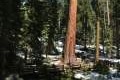 Mariposa Giant Sequoia Grove Yosemite