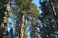 Mariposa Giant Sequoia Grove Yosemite