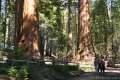 Mariposa Giant Sequoia Grove Yosemite