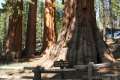 Mariposa Giant Sequoia Grove Yosemite