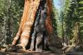 Mariposa Giant Sequoia Grove Yosemite