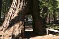 Mariposa Giant Sequoia Grove Yosemite