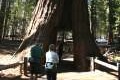 Mariposa Giant Sequoia Grove Yosemite