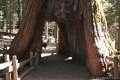 Mariposa Grove Giant Sequoias