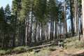 Mariposa Giant Sequoia Grove Yosemite