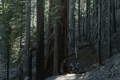 Mariposa Giant Sequoia Grove Yosemite