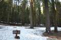 Mariposa Giant Sequoia Grove Yosemite