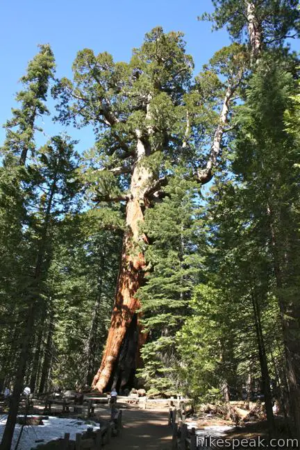 Mariposa Grove Grizzly Giant