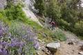 Yosemite Falls Trail Lupines