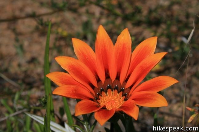 Los Angeles Wildflower gazania flower