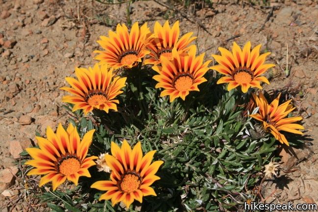 Los Angeles Wildflower gazanias non-native