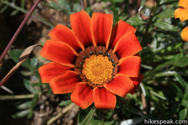 Los Angeles Wildflowers gazanias