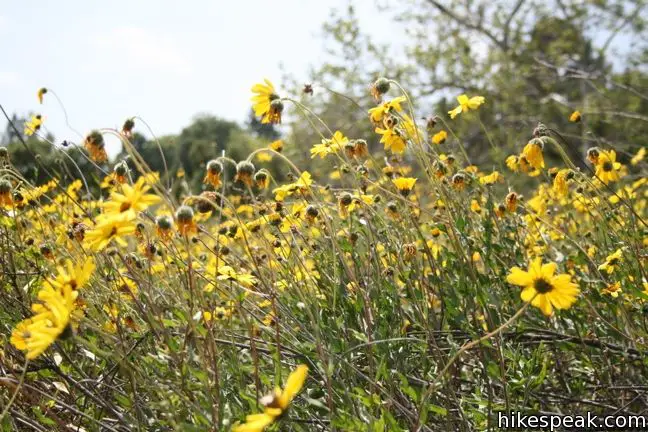 Sunflowers Eaton Canyon