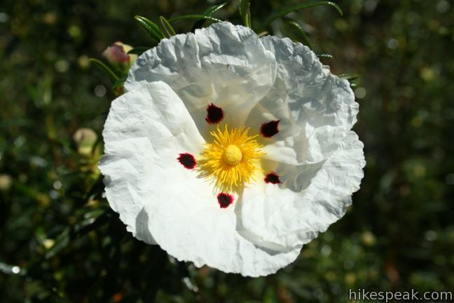 Los Angeles Wildflower Crimson-spot rockrose