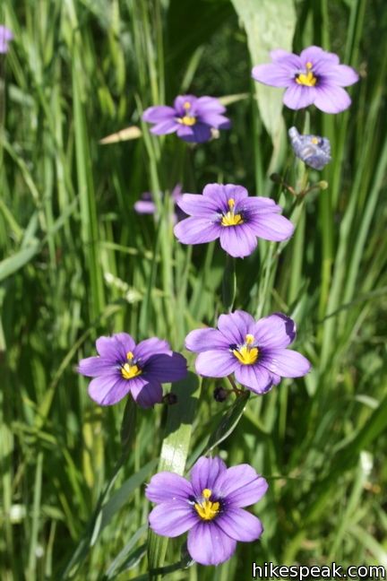 Los Angeles Wildflower blue-eyed grass