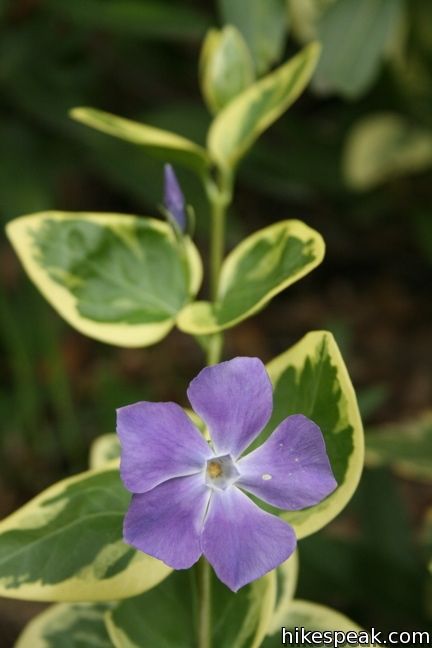 Los Angeles Wildflower Vinca