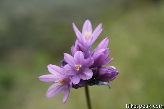 Los Angeles Wildflower blue dicks