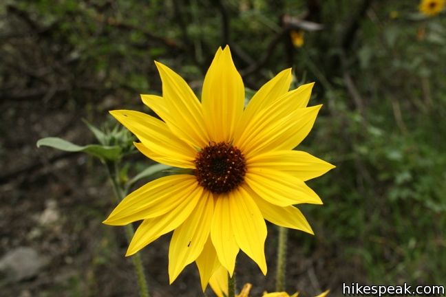 Los Angeles Wildflower sunflower