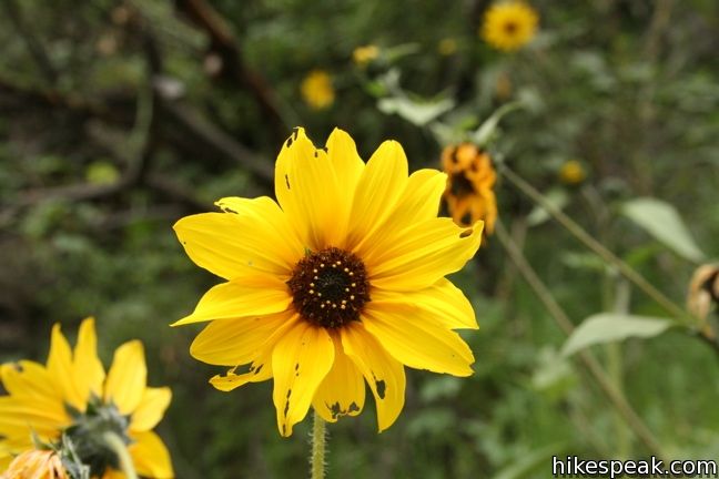 Los Angeles Wildflower sunflowers fish canyon