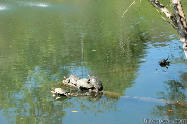 Franklin Canyon Park Turtles Heavenly Pond