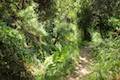 Franklin Canyon Park Ranch Trail
