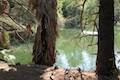 Franklin Canyon Park Heavenly Pond Ducks