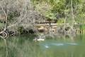 Franklin Canyon Park Heavenly Pond Ducks