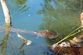 Franklin Canyon Park Heavenly Pond Turtles