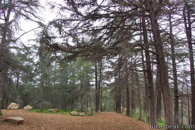 Cedar Grove Griffith Park