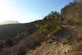 Mount Hollywood Trail