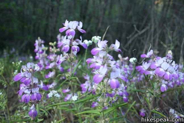 Los Angeles Wildflower Chinese houses