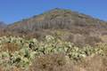 Willow Creek Trail Cactus