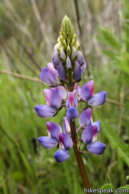 Los Angeles Wildflower lupines malibu creek