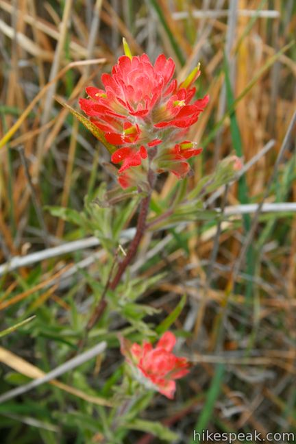 Los Angeles Wildflower Indian Paintbrush