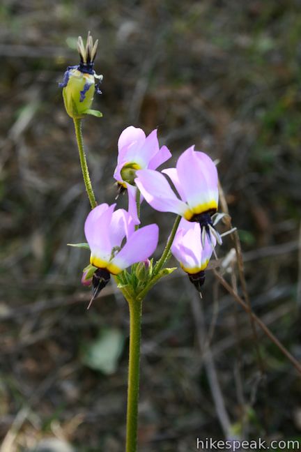 Los Angeles Wildflower Shooting star