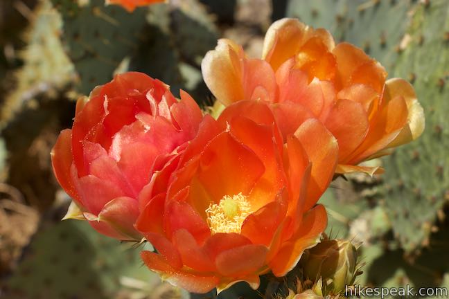 Los Angeles Wildflower Prickly Pear Cactus