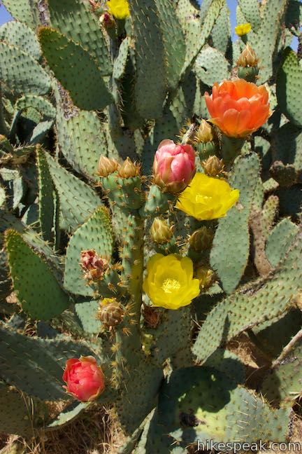 Los Angeles Wildflower Prickly Pear Cactus