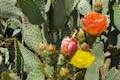 East Topanga Fire Road Prickly Pear Cactus