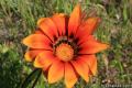Los Angeles Wildflowers
