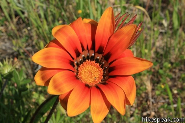 Los Angeles Wildflower Gazanias