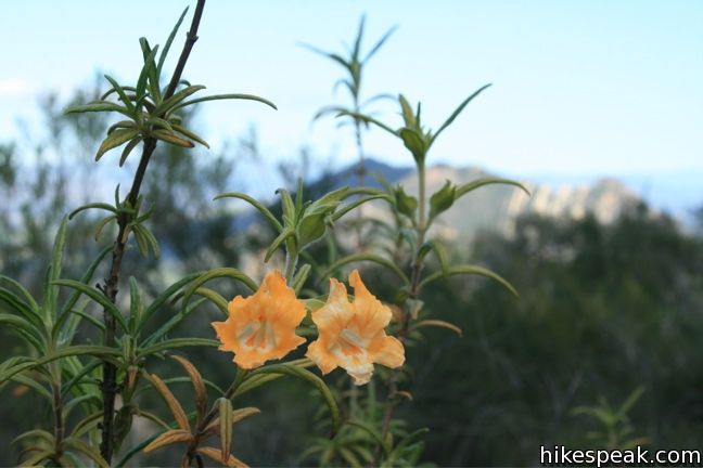 Los Angeles Wildflower bush monkeyflower