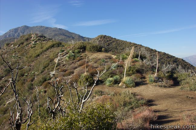 Lawlor Saddle