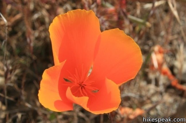 Los Angeles Wildflower poppies sullivan