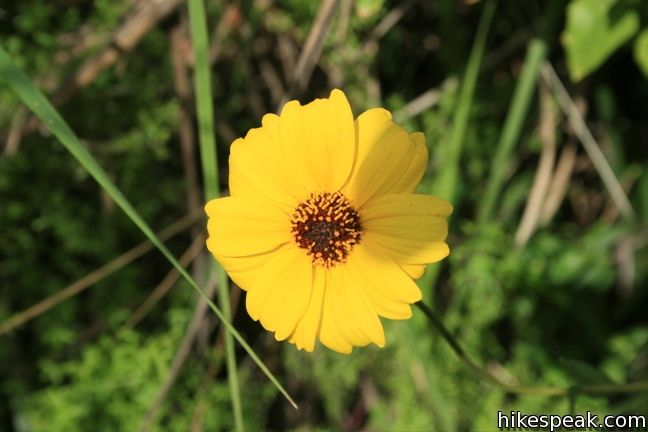 Los Angeles Wildflower bush sunflower hiking