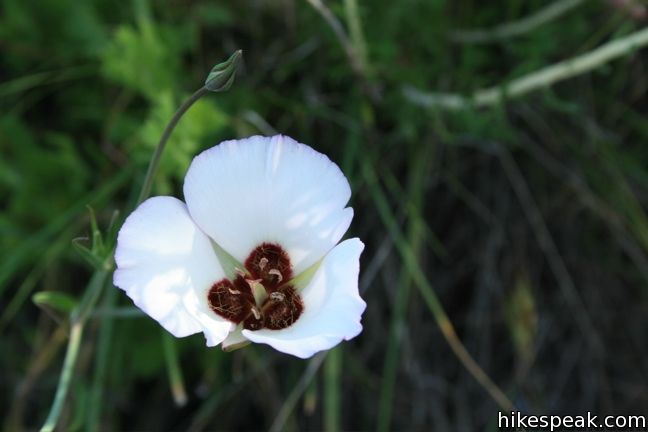 Los Angeles Wildflower lily