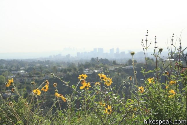 Los Angeles Wildflower bush sunflower