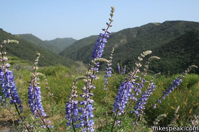 Los Angeles Wildflower lupine