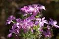 Prickly Phlox