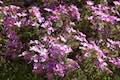 Prickly Phlox