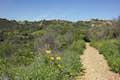 Viewridge Trail